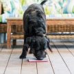  LickiMat® Tuff Playdate™ - több színben