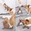 Doglemi Kenguru szimatjáték