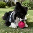 Joy in Dogs - IceJoy - Interaktív labda és fagyikészítő tálca szett - Málna