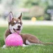 Jolly Bounce-n-Play Ball - Labda, 11cm - Pink