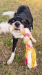 Joy in Dogs  - Fonott huzis játék - Rózsaszín