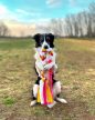 Joy in Dogs  - Fonott huzis játék - Rózsaszín