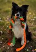 Joy in Dogs  - Fonott huzis játék - Zöld