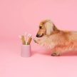 Pooch & Mutt - Dental Sticks Calming - Kender és Zsálya fogtisztító (db)