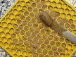 SodaPup eMat Honeycomb 