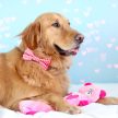 ZippyPaws - Jigglerz - Pink Bear