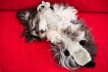 ZippyPaws - Jigglerz - Raccoon