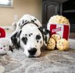 ZippyPaws - Zippy Burrow Popcorn Bucket